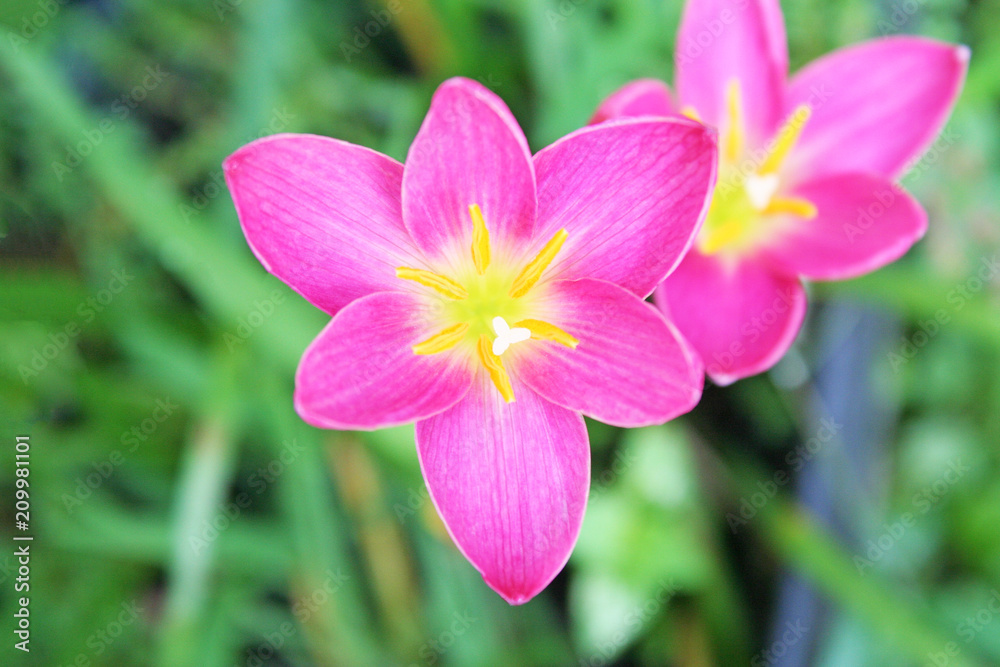 Pink rain lily flower in garden top view background Pink rain lily flower in garden top view background