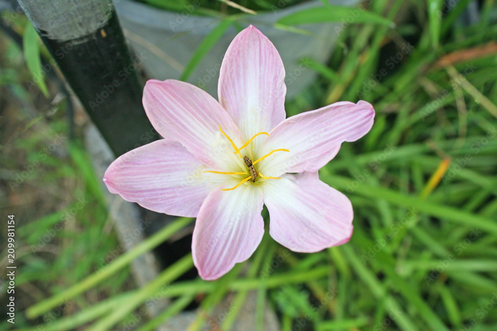 Worm in soft pink rain lily top view background Worm in soft pink rain lily top view background