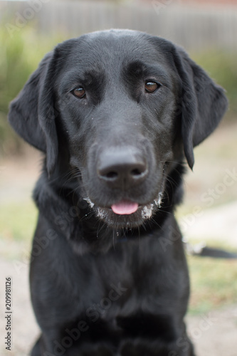 Black labrador poking tongue out at camera