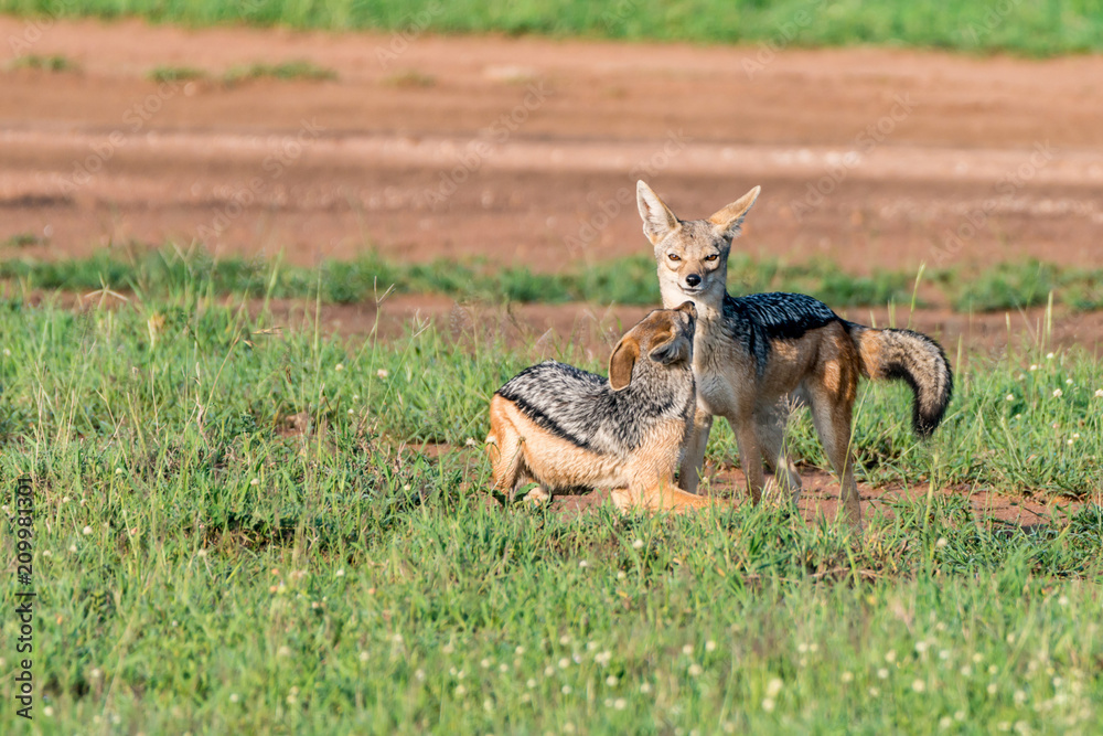 Fototapeta premium Two black-backed jackals or Canis mesomelas play