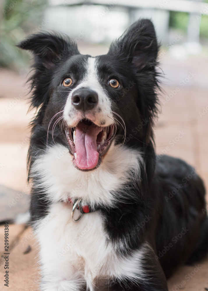 Foto Stock Extremely excited and happy looking border collie | Adobe Stock