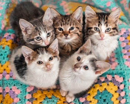 Fototapeta Five kittens cutely huddled together on a colourful blanket