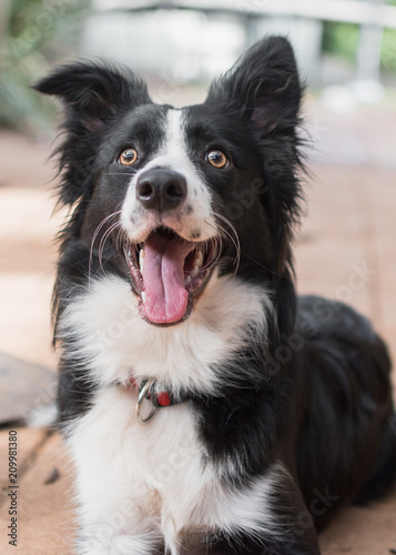 Extremely excited and happy looking border collie