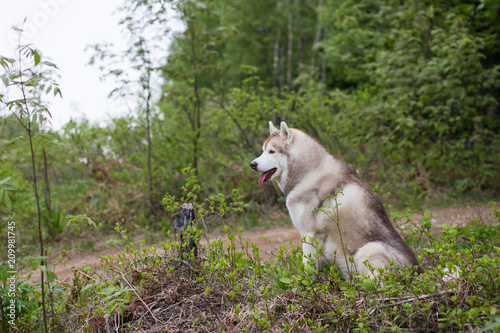 Portrait of free dog breed siberian husky sitting in the green forest and looks like a wolf