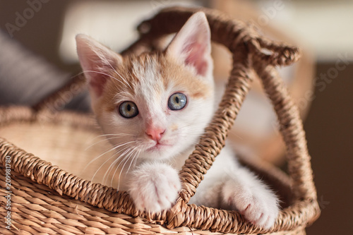 Cute white and ginger kitten with blue eyes sitting inside a wicker basket