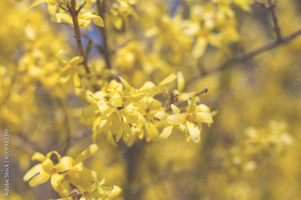 Image of Forsythia bush. Spring floral background with blooming yellow forsythia flowers on a sunny day Image of Forsythia bush. Spring floral background with blooming yellow forsythia flowers on a sunny day