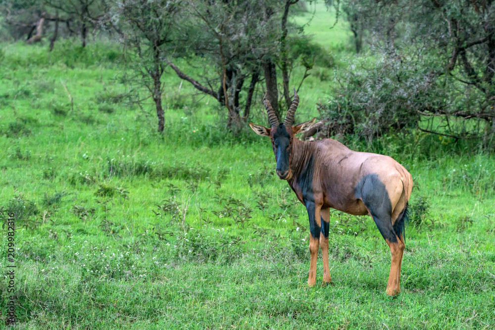 Common tsessebe or amaliscus lunatus lunatus Common tsessebe or amaliscus lunatus lunatus