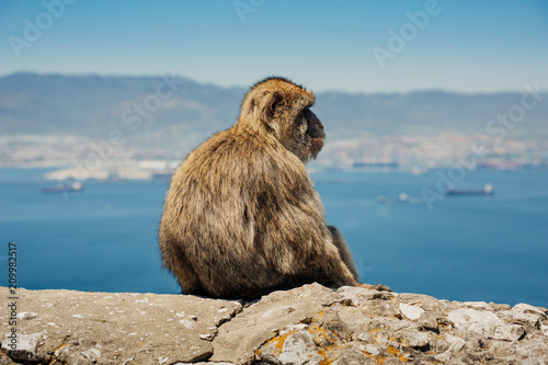 Photography Photo of monkey sitting on a wall in Gibraltar, British overseas territory