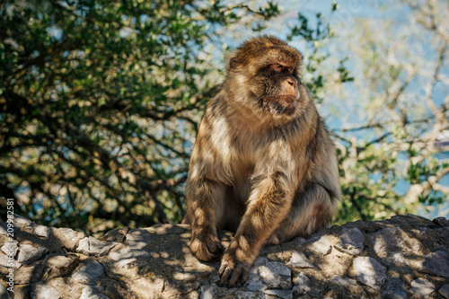 Monkey sitting on a wall at the top of The Rock of Gibraltar. Photo with shallow depth of field.