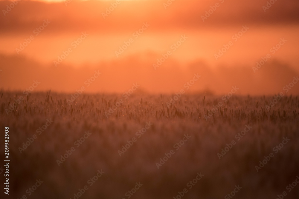 Obraz premium Beautiful sunset over the field
