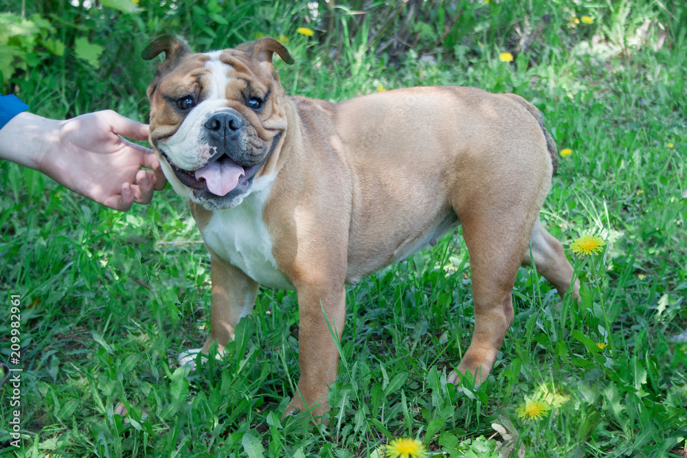 English bulldog is standing on a green meadow with his owner.