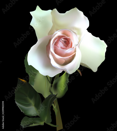 isolated on black cream rose with dark leaves