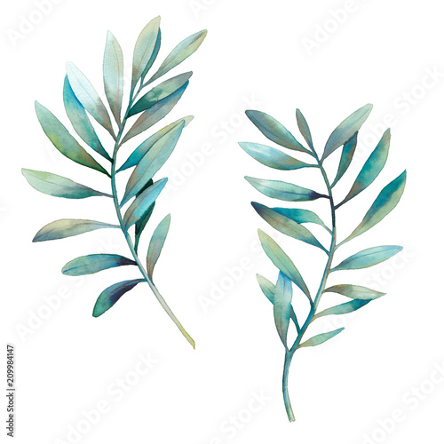 Watercolor green plant with long leaves set. Hand painted floral clip art  branches isolated on white background.