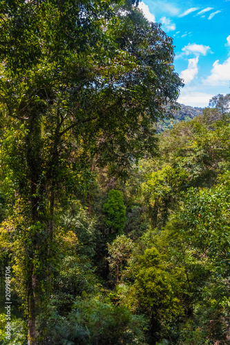 The view of the jungle s flora and fauna from the highest platform of the world s longest canopy walkway in Taman Negara National Park  Malaysia.