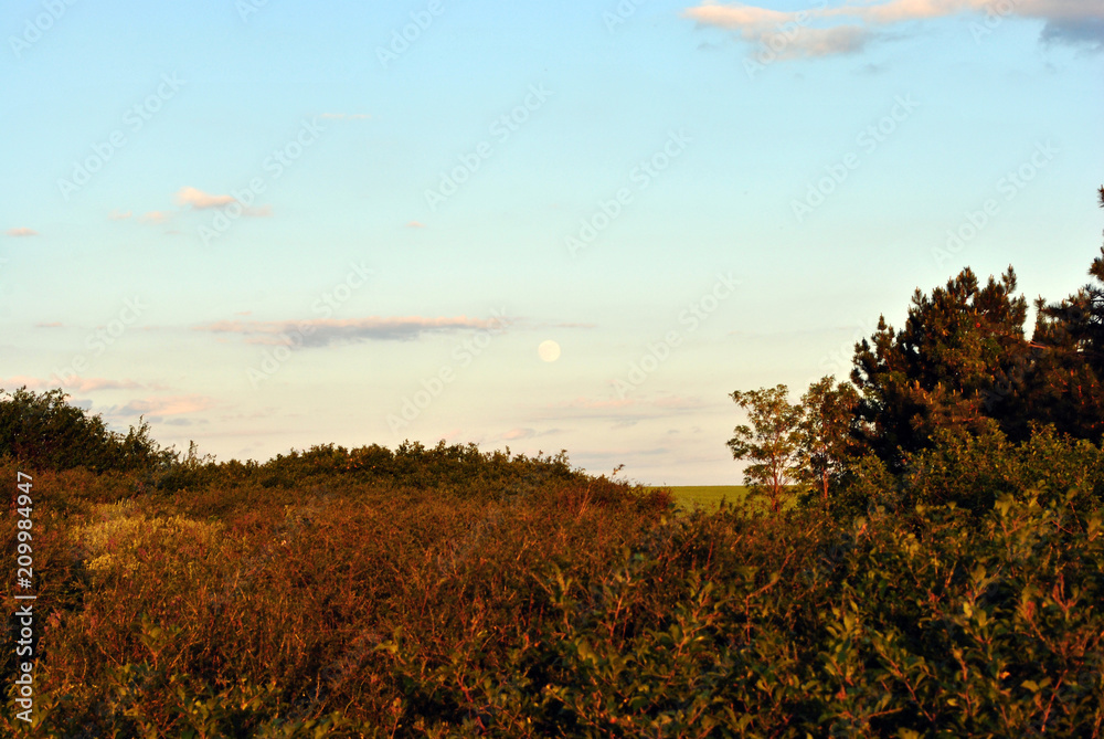 Trees and bushes in last sundown light, grass glade, cloudy blue sky and harvest moon rising, Ukraine in spring