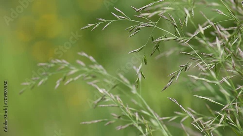 video with wild green cereals at wind
