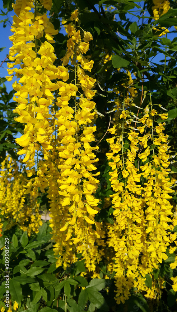 Obraz premium Beautiful bright yellow flowers of wisteria