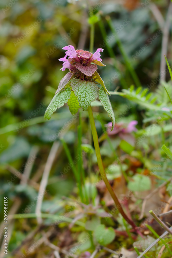 Lamium Purpureum - Read dead-nettle Lamium Purpureum - Read dead-nettle
