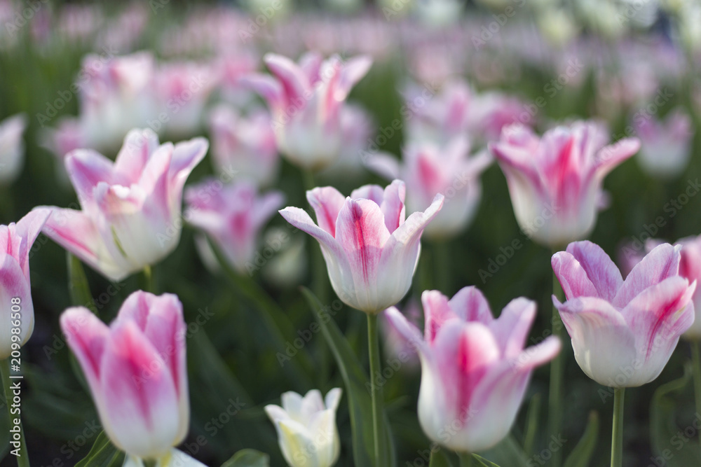 Obraz premium Beautiful white and pink delicate tulips glowing in sunlight