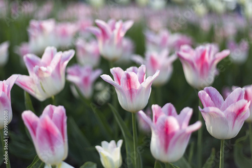 Beautiful white and pink delicate tulips glowing in sunlight