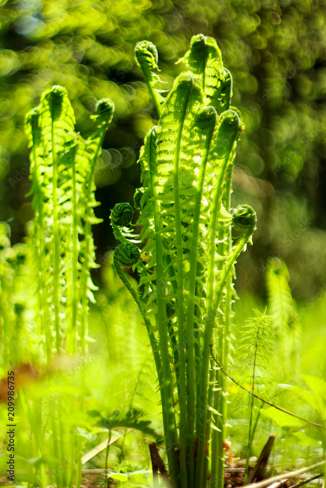 Fototapeta premium green