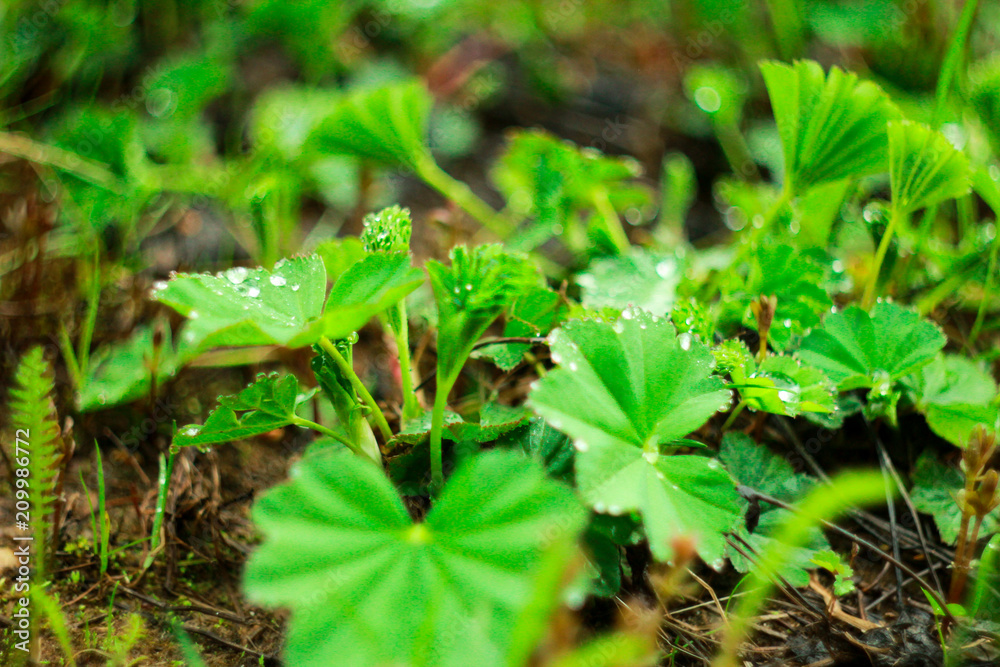 green green