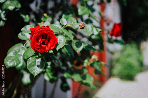 Close up of one red rose bud with green foliage and defocused street in background. Lueneburg, Germany
