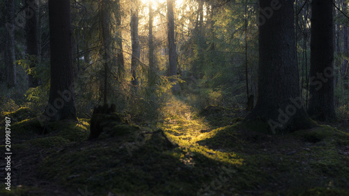 Fototapeta Naklejka Na Ścianę i Meble -  Summer forest in Finland