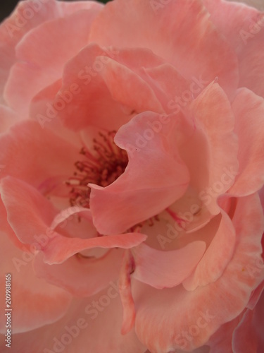 fiore rosa © paolo