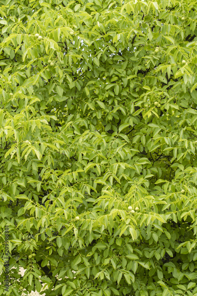 Green nuts on a tree with green leaves. Green nuts on a tree with green leaves.