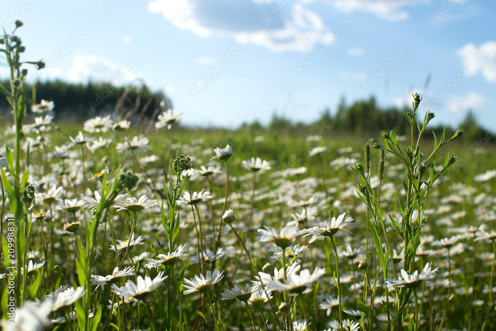 White camomiles on green field
