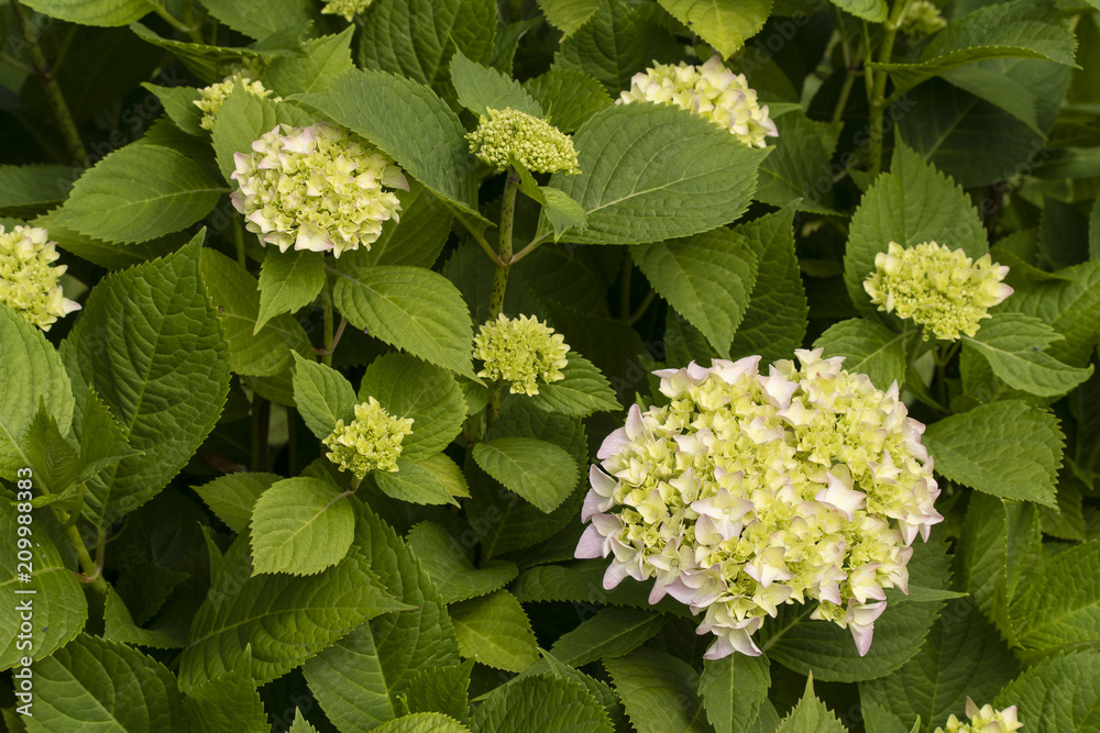 Hydrangea yellowish blooms on a plant with green leaves. Hydrangea yellowish blooms on a plant with green leaves.