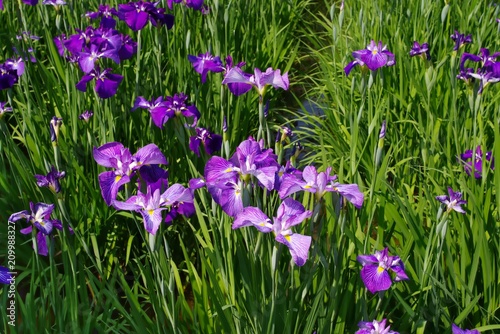 Iris ensata var. ensata (Hana shoubu) 