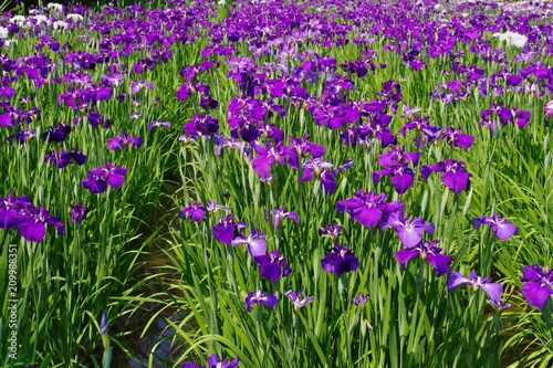 Iris ensata var. ensata (Hana shoubu)   © ikwc_expf