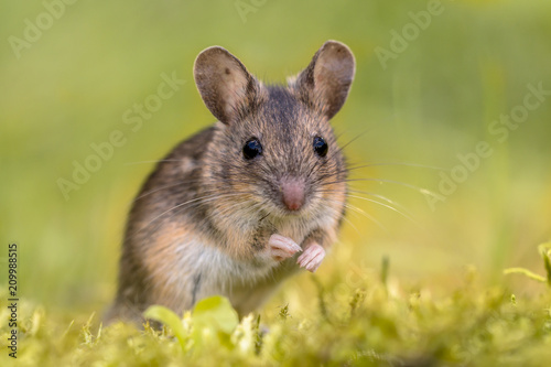 Wood mouse on green background