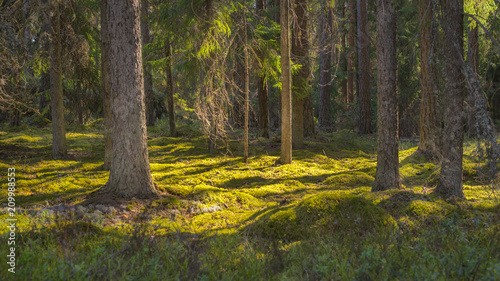 Fototapeta Naklejka Na Ścianę i Meble -  Summer forest in Finland
