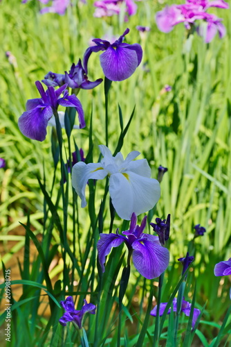 Fototapeta Naklejka Na Ścianę i Meble -  Iris ensata var. ensata (Hana shoubu)

