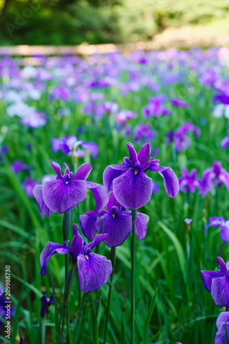 Iris ensata var. ensata  Hana shoubu   
