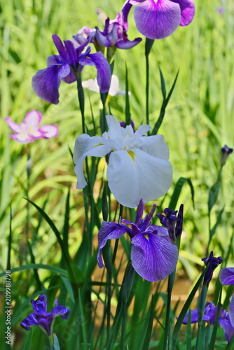 Fototapeta Naklejka Na Ścianę i Meble -  Iris ensata var. ensata (Hana shoubu)

