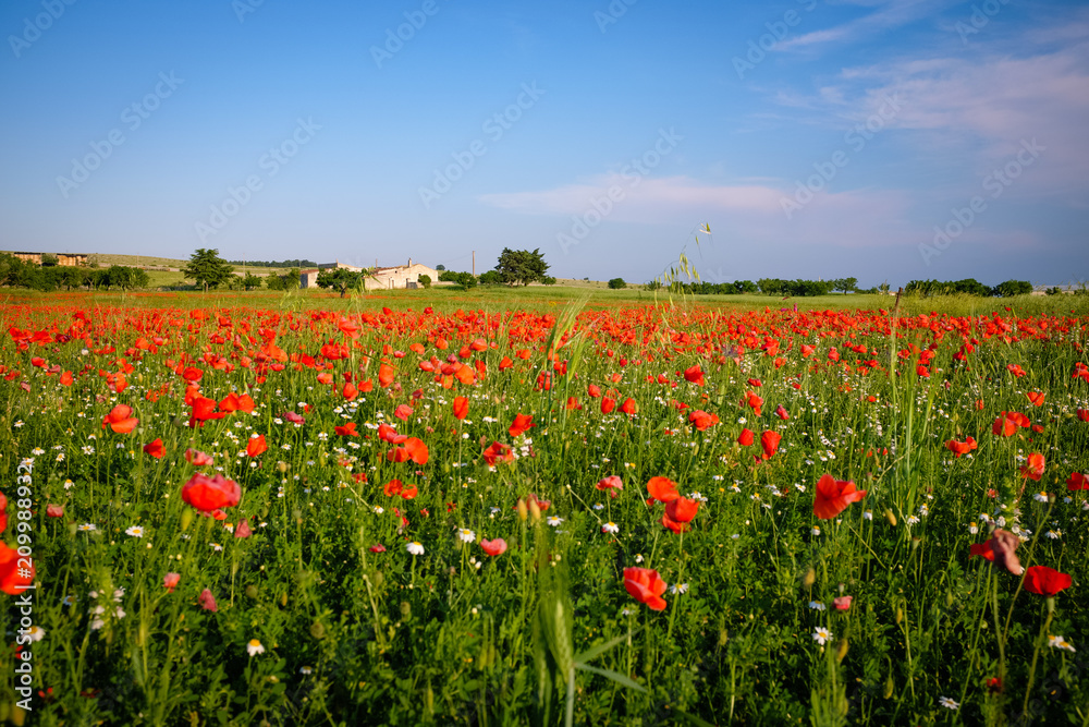 Field of wild red poppies. Apulia countryside - Italy