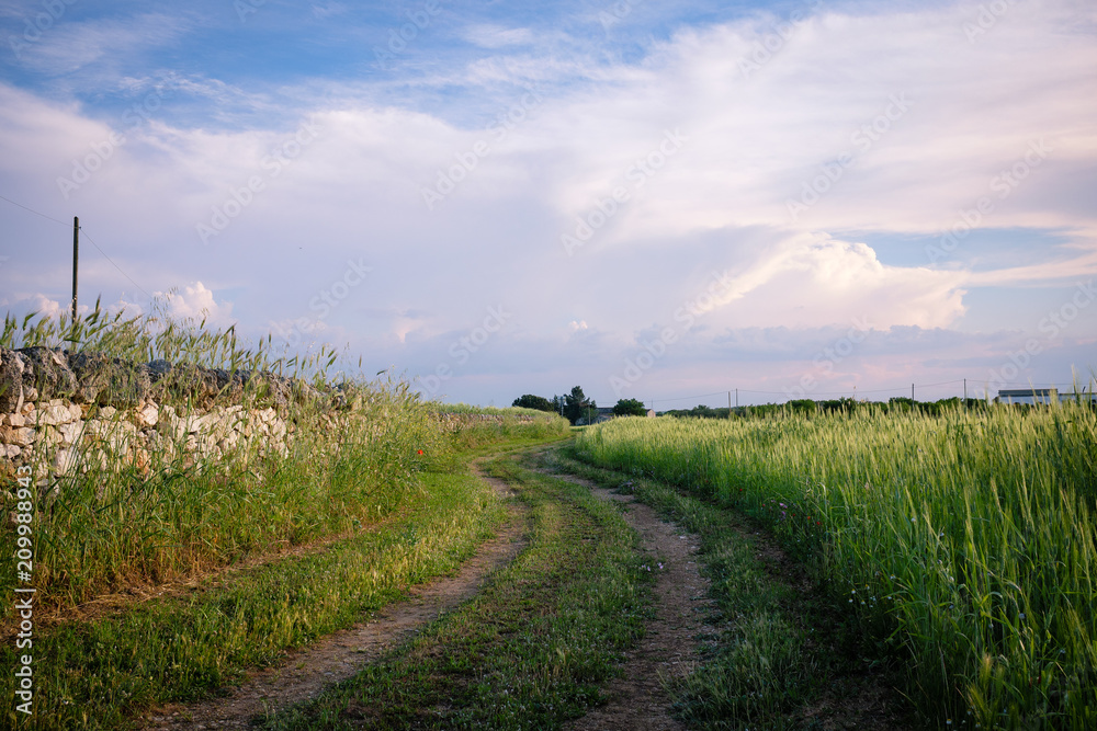 Sunset over country road bounded by drystone walls and wheat spikes. Landscape of Murge. Apulia, Italy