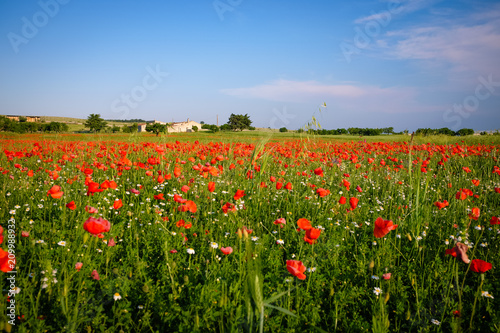 Fototapeta Naklejka Na Ścianę i Meble -  Field of wild red poppies. Apulia countryside - Italy