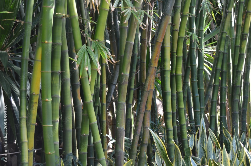 Bambous, océan indien Bambous, océan indien