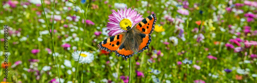 Schmetterling auf einer Blumenwiese photo