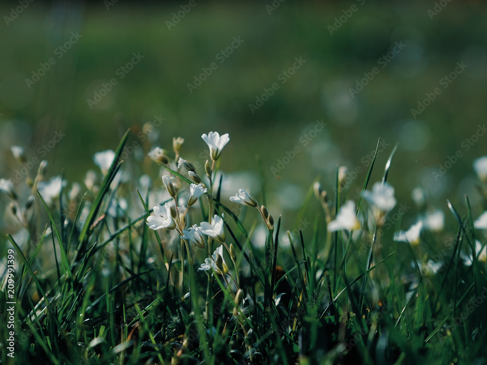 Fototapeta premium Little white flowers