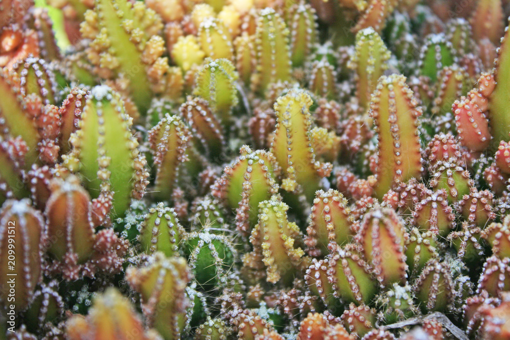 Beautiful variety of cactus (cereus peruvianus in garden background Beautiful variety of cactus (cereus peruvianus in garden background