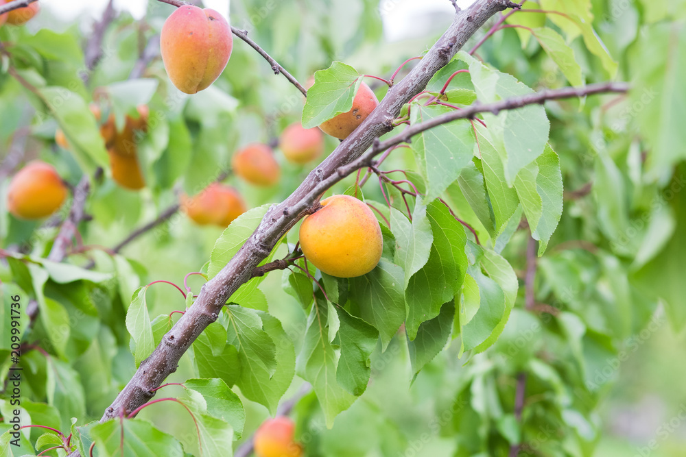 Ripe organic apricots on tree
