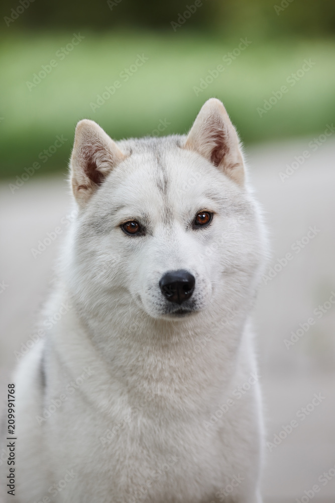 Portrait of a beautiful gray Siberian husky on the background of a field and green grass. Portrait of a dog on a natural background. Portrait of a beautiful gray Siberian husky on the background of a field and green grass. Portrait of a dog on a natural background.