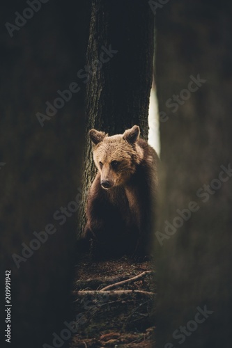 Wild brown bear between the...