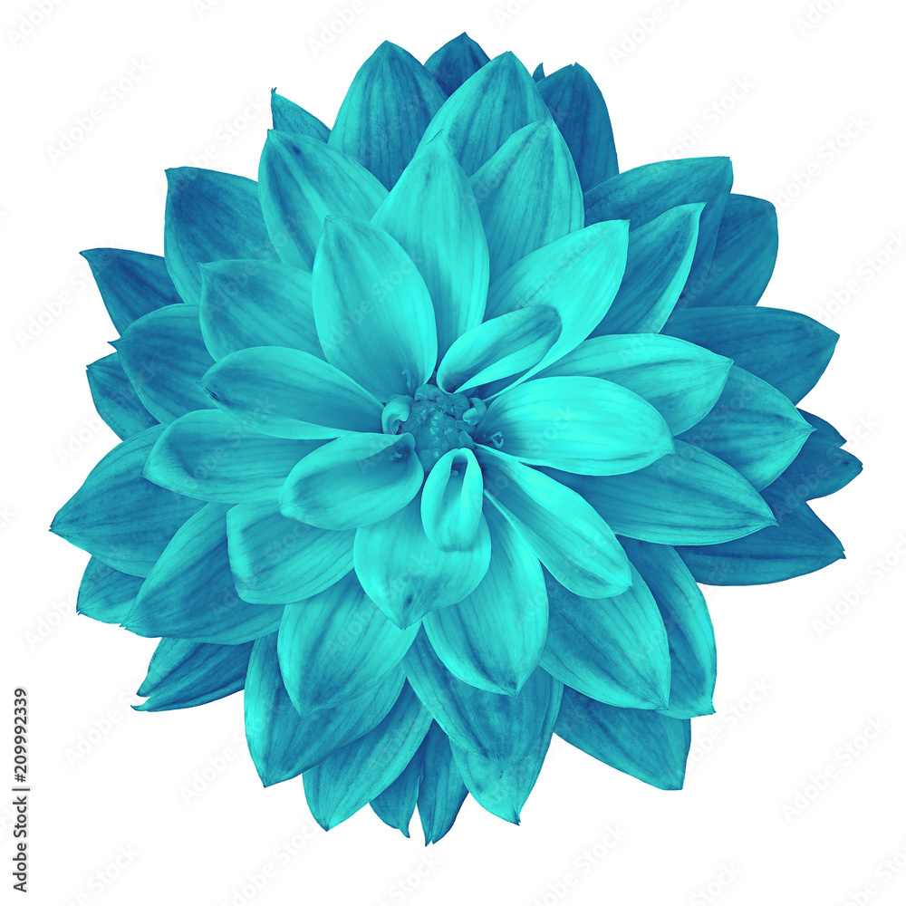 Flower cyan dahlia isolated on white background. Close-up. Element of design.